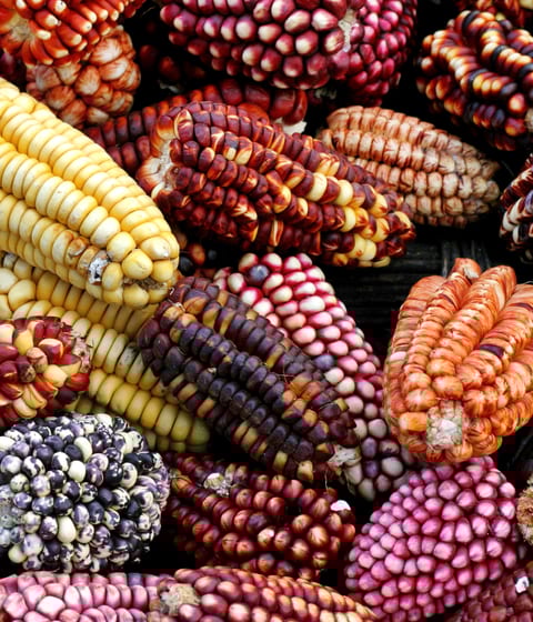 corn-maiz-peru-andes-market