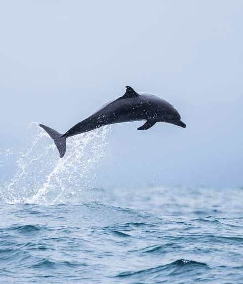 dolphins-in-costa-rica