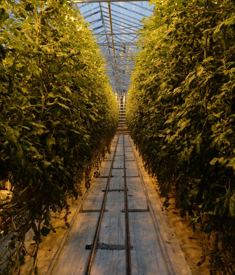 Fridheimar tomato farm