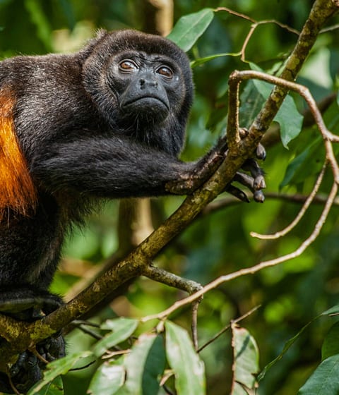monkey-osa-peninsula-forest-wildlife