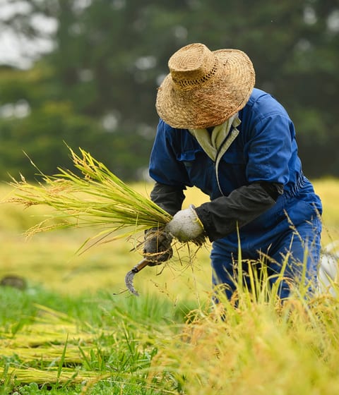rice-fields-japan