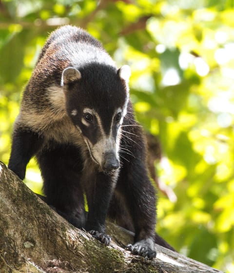 wildlife-osa-peninsula-white-nosed-coatimundi-in-costa-rica