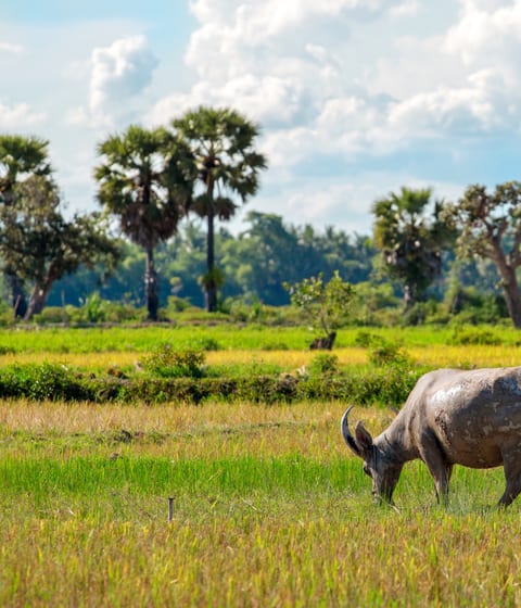 Cambodian buffalo field Siem Reap in cambodia