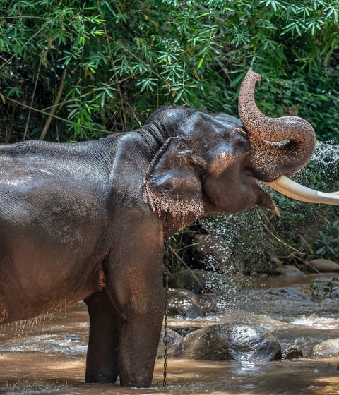 Elephant washing in thailand