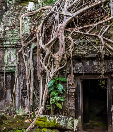A tree takes root at Angkor Thom in cambodia