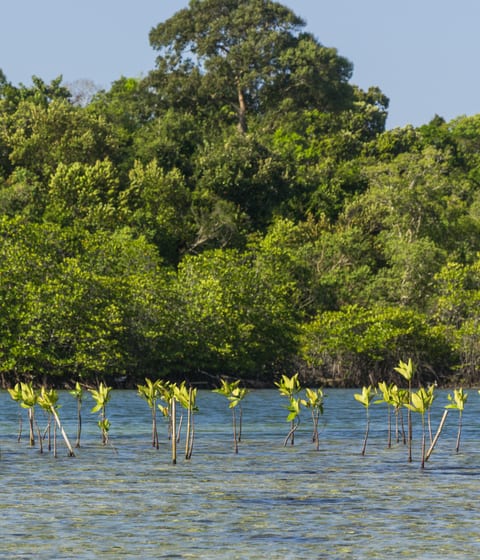 mangrove forests in koh rong archipelago