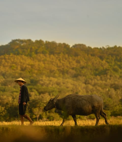 ox and rice paddies in luang prabang in laos