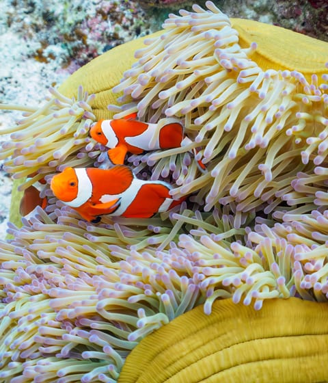 clownfish on zamami island in okinawa in japan