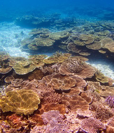 coral reef in miyako island in okinawa in japan