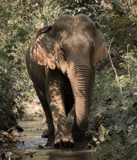mandalao elephant sanctuary in laos