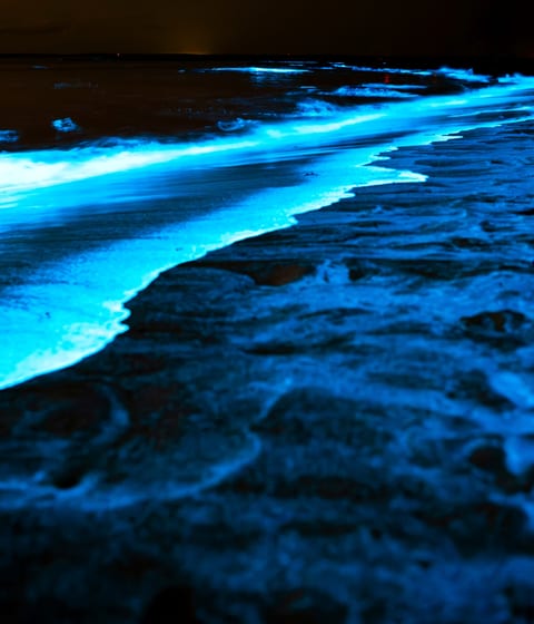 bioluminescent beach in koh rong archipelago in cambodia