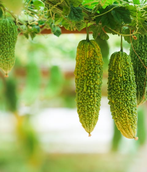 okinawa vegetable in japan
