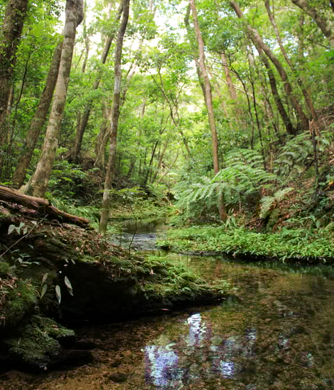 yanbaru forest in okinawa in japan