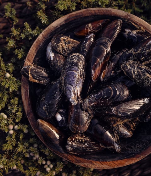 mussels foraged from camp kiattua in greenland