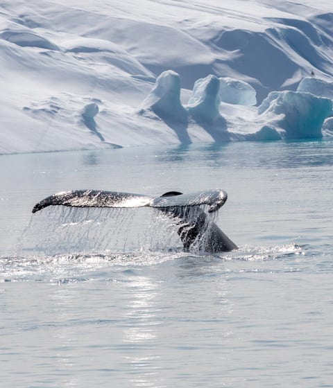 whale watching between icebergs in greenland