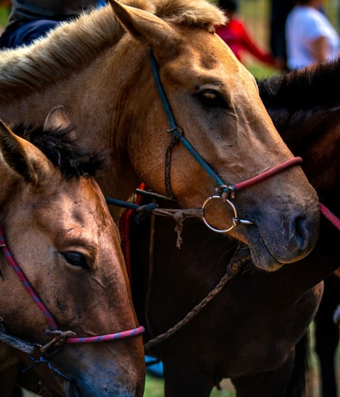 horses at naadam festival in mongolia