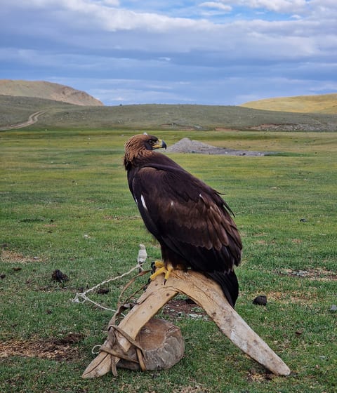 eagle in bayan olgii in mongolia