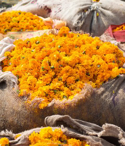 marigolds at flower market in jaipur in india