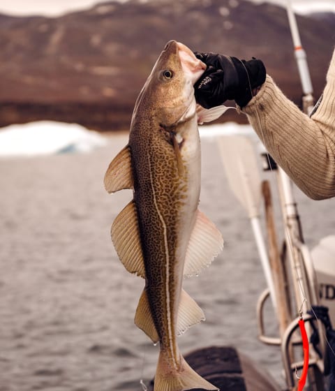 fishing in disko bay in greenland