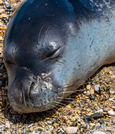 Alonissos seal