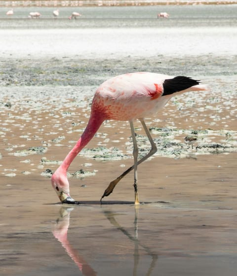 Chile flamingo