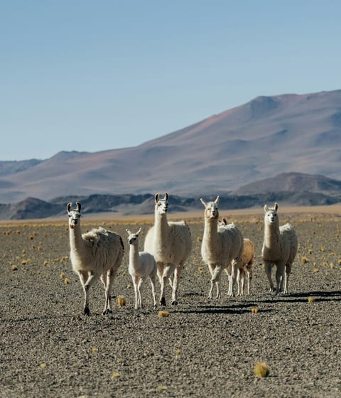 Llamas Chile Atacama