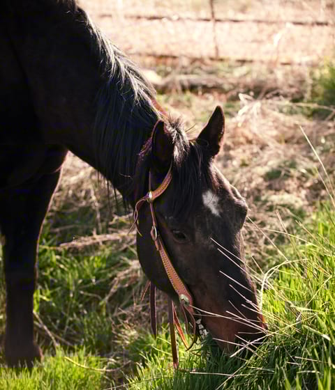 horse in utah in usa