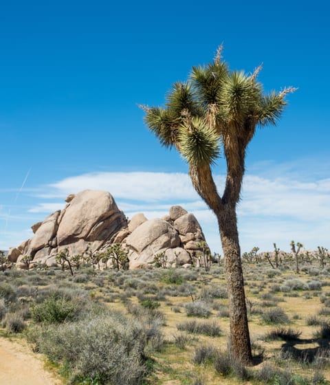joshua trees in usa