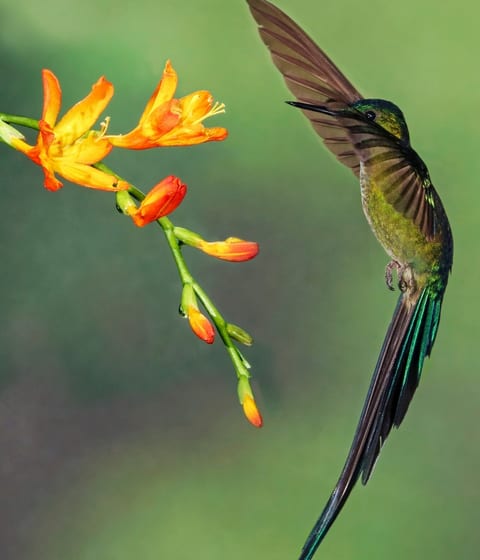 Hummingbird, Ecuador