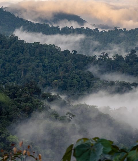 Mashpi Ecological Reserve, Ecuador
