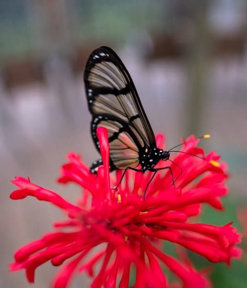 Butterfly in Mashpi, Ecuador
