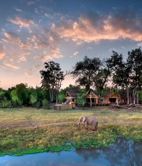 Tawana, Moremi Game Reserve, Botswana