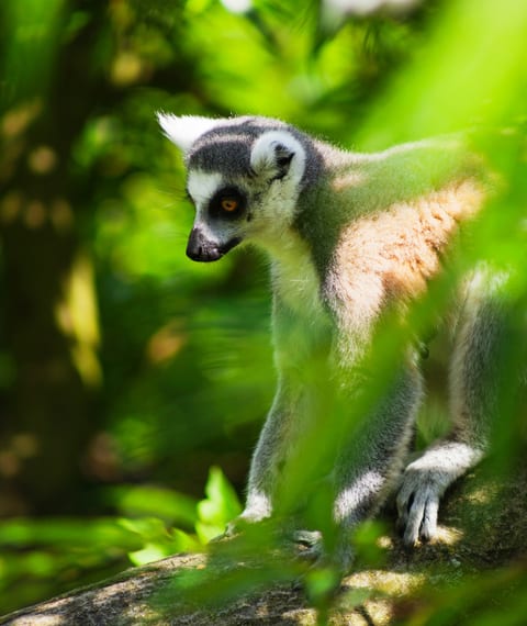 Lemur in Madagascar