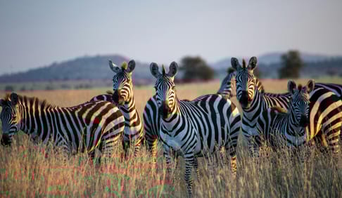 zebras in serengeti national park in tanzania