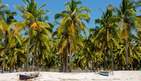 Palm Trees, Pangane Beach