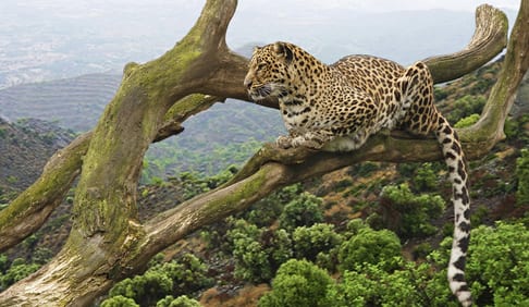 Luxury safaris in Tanzania