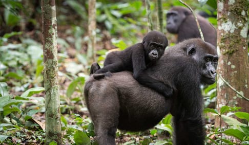 Gorilla trekking in Congo