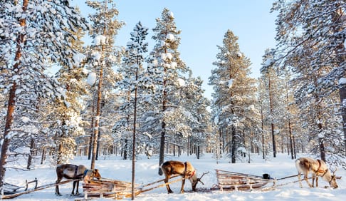 Reindeer in a winter forest in Finnish Lapland