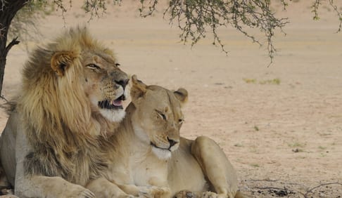 Luxury safari honeymoons with a lion couple in South Africa