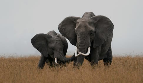 Family wildlife travel