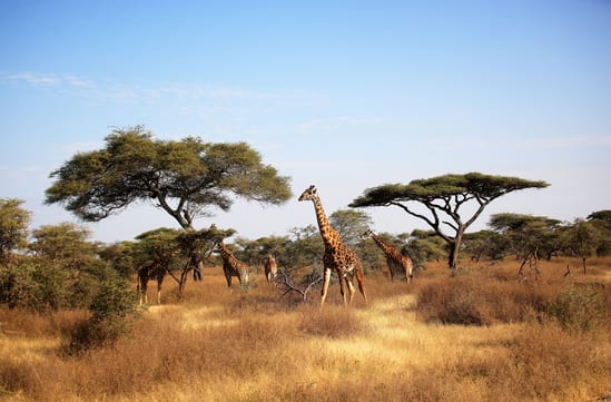giraffes in serengeti national park in tanzania in africa