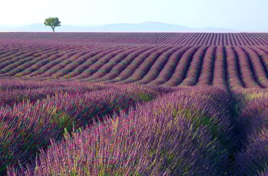 Provence