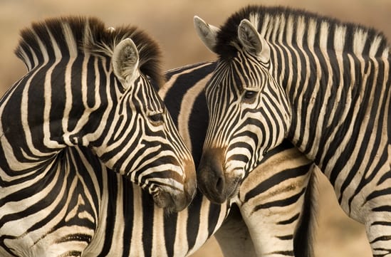 South Africa