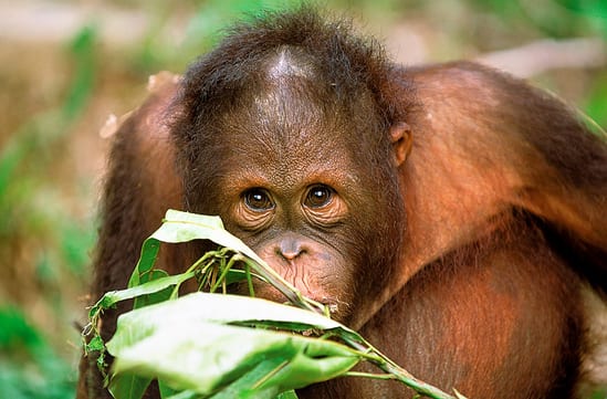 Borneo