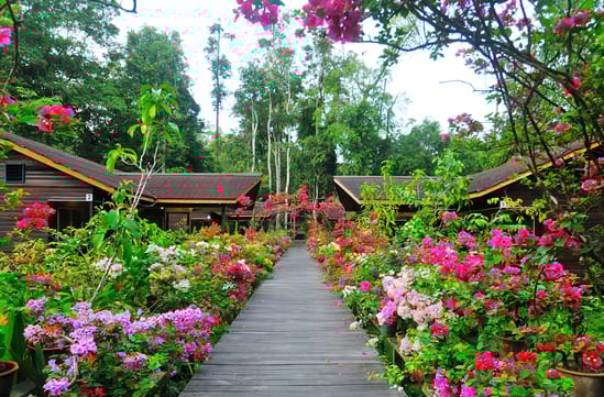 Abai Jungle Lodge