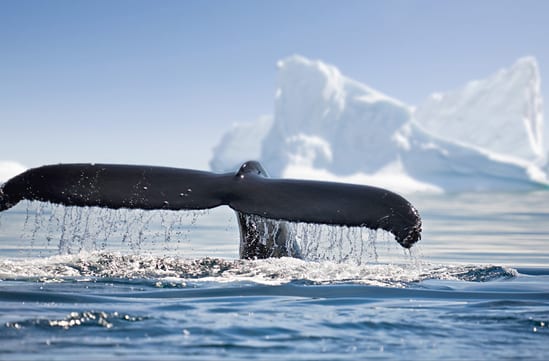 Antarctica luxury vacations