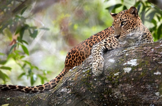 Sri Lanka