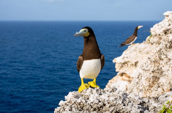 Bird on Cayman islands