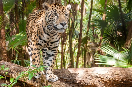 Belize nature holiday