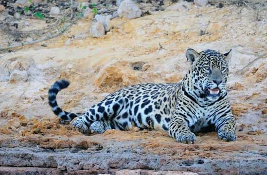 Pantanal holidays